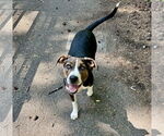 Small #14 American Pit Bull Terrier Mix
