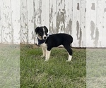 Small Photo #10 Texas Heeler Puppy For Sale in CENTRALIA, IL, USA
