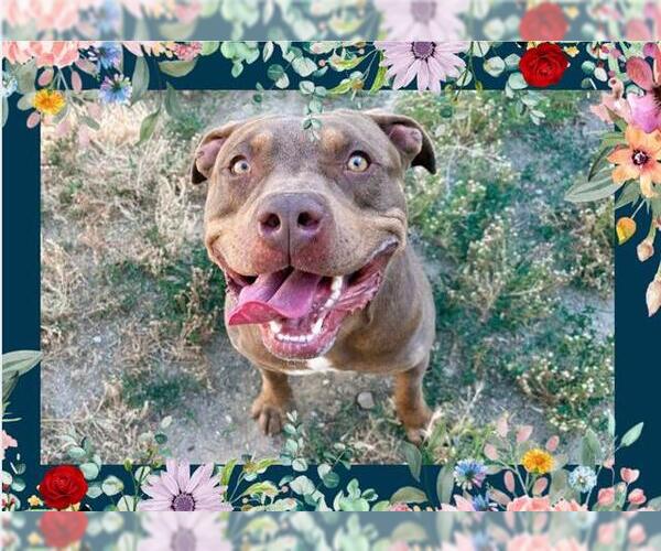 Medium Photo #2 American Pit Bull Terrier Puppy For Sale in Ojai, CA, USA
