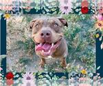 Small #1 American Pit Bull Terrier