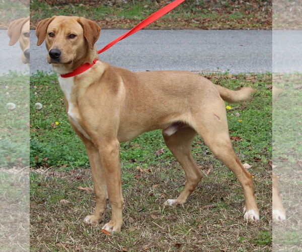 Medium Photo #1 Golden Labrador Puppy For Sale in Prattville, AL, USA