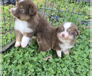 Miniature Australian Shepherd Puppy for sale in LOCUST GROVE, VA, USA