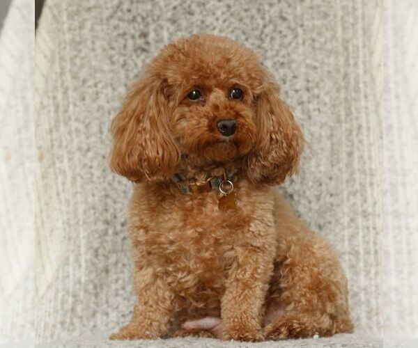 Medium Photo #1 Poodle (Toy) Puppy For Sale in NEW HOLLAND, PA, USA