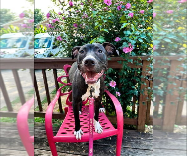 Medium Photo #12 American Staffordshire Terrier-Unknown Mix Puppy For Sale in Fairfax, VA, USA