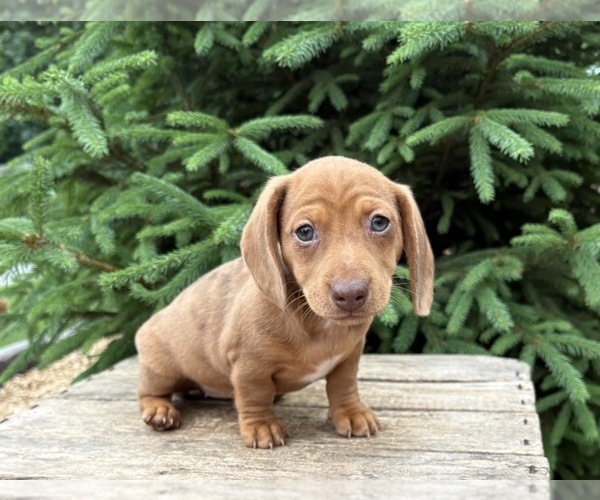 Medium Photo #4 Dachshund Puppy For Sale in MIDDLEBURY, IN, USA