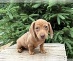 Small #3 Dachshund