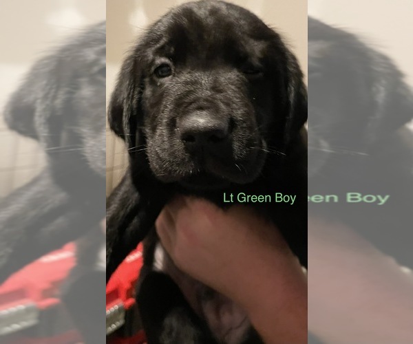 Medium Photo #10 Golden Labrador Puppy For Sale in MUSKEGON, MI, USA