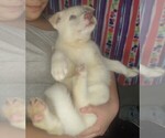 Small Photo #6 Siberian Husky Puppy For Sale in OWENSBORO, KY, USA