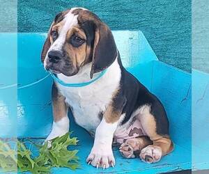 Beabull Puppy for sale in ARTHUR, IL, USA
