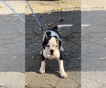 Small #6 American Bulldog