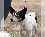 Small #2 Rat Terrier Mix