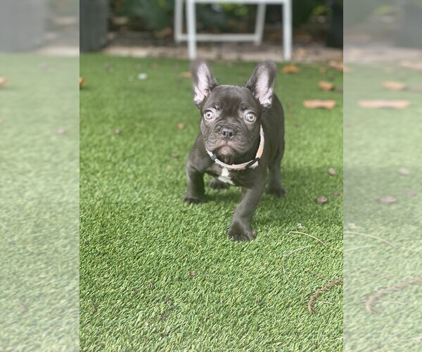 Medium Photo #3 French Bulldog Puppy For Sale in BOCA RATON, FL, USA