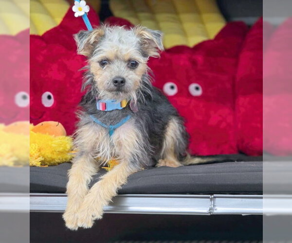 Medium Photo #4 Poodle (Miniature)-Unknown Mix Puppy For Sale in Chino Hills, CA, USA