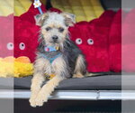 Small #3 Poodle (Miniature) Mix