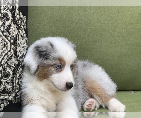 Medium Photo #56 Miniature Australian Shepherd Puppy For Sale in LA CANADA FLINTRIDGE, CA, USA