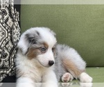 Small Photo #56 Miniature Australian Shepherd Puppy For Sale in LA CANADA FLINTRIDGE, CA, USA