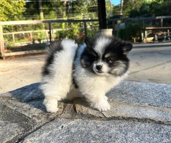 Medium Photo #3 Pomeranian Puppy For Sale in LOGANVILLE, GA, USA