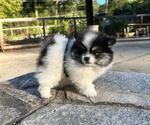 Puppy Scott Pomeranian