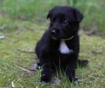 Small #41 German Shepherd Dog