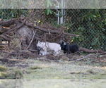 Small Photo #45 French Bulldog Puppy For Sale in TACOMA, WA, USA