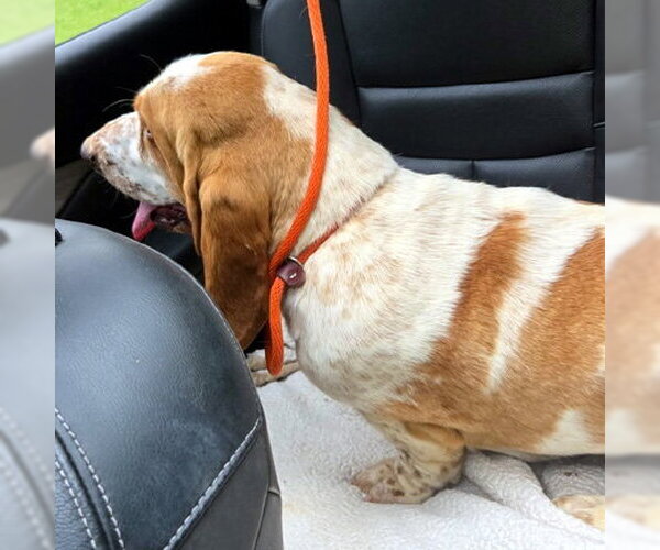 Medium Photo #4 Basset Hound Puppy For Sale in Deepwater, NJ, USA