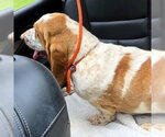Small #3 Basset Hound