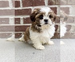 Small #1 Shih Tzu