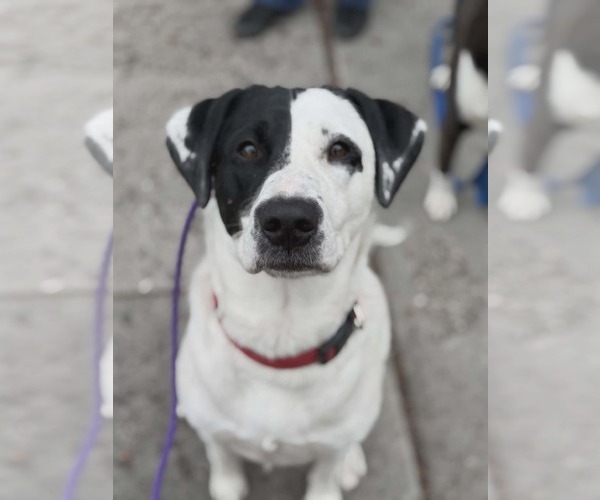 Medium Photo #4 Labrador Retriever-Unknown Mix Puppy For Sale in Sandy, UT, USA