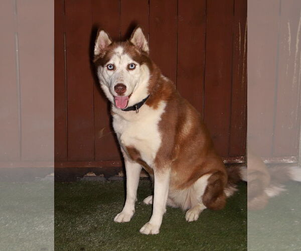 Medium Photo #2 Siberian Husky-Unknown Mix Puppy For Sale in Oakland Park, FL, USA