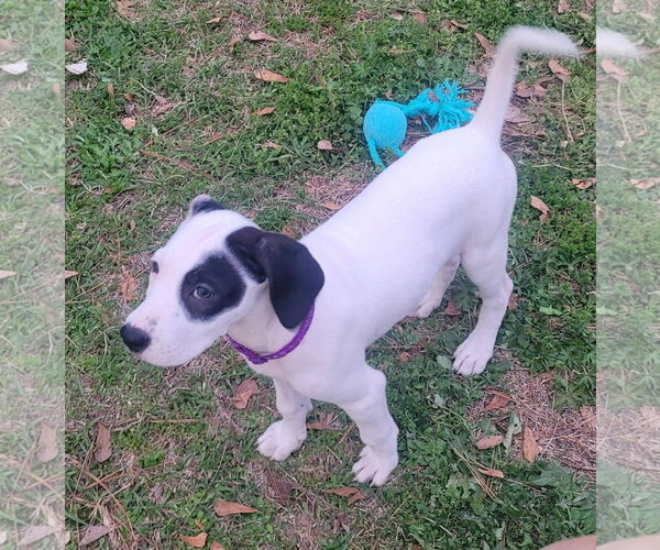 Medium Photo #8 Mutt Puppy For Sale in Holly Springs, NC, USA
