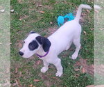 Small #7 Mutt