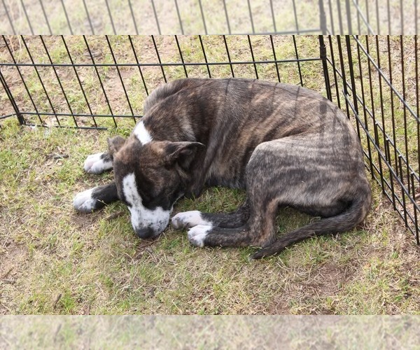 Medium Photo #17 American Staffordshire Terrier-German Shepherd Dog Mix Puppy For Sale in McDonough, GA, USA