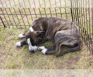 Bella - Female American Staffordshire Terrier-German Shepherd Dog Mix Dog for Adoption - Photo #17
