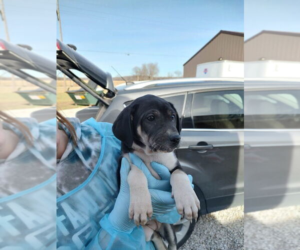 Medium Photo #1 Labrador Retriever-Unknown Mix Puppy For Sale in Bolivar, MO, USA