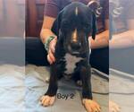 Small Photo #1 Great Dane Puppy For Sale in RUSSELL, IA, USA
