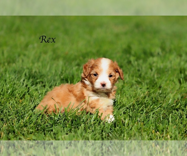 Medium Photo #2 F2 Aussiedoodle Puppy For Sale in SUISUN CITY, CA, USA
