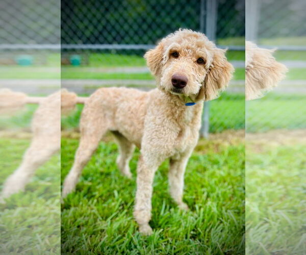 Medium Photo #1 Poodle (Standard)-Unknown Mix Puppy For Sale in Pacolet, SC, USA