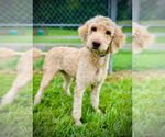 Small Poodle (Standard) Mix