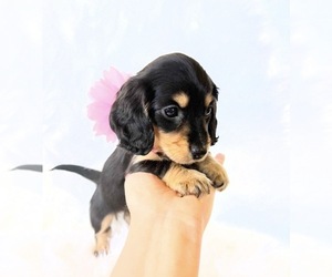 Dachshund Puppy for sale in DAVIS, CA, USA