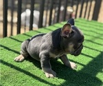 Small #2 French Bulldog