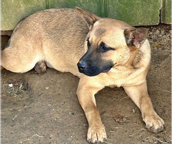 Medium Photo #5 Black Mouth Cur-Plott Hound Mix Puppy For Sale in Okolona, MS, USA