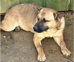 Small #4 Black Mouth Cur-Plott Hound Mix