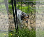 Small #1 Beagle Mix