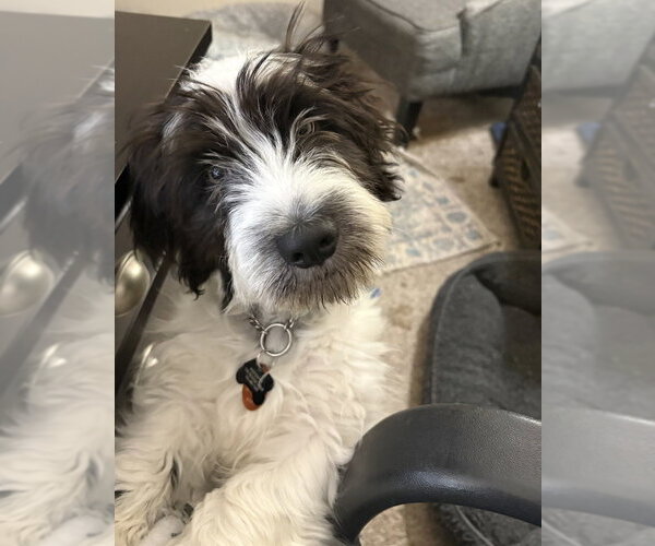 Medium Photo #2 Basset Hound-Maltese Mix Puppy For Sale in Andover, MN, USA