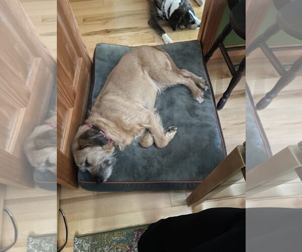 Medium Photo #2 Mutt Puppy For Sale in Shelburne, VT, USA