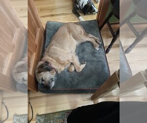 Griffon - Male Mutt Dog for Adoption - Photo #2