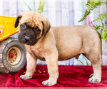 Small #2 Mastiff