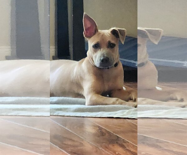 Medium Photo #5 American Staffordshire Terrier-Black Mouth Cur Mix Puppy For Sale in Spring, TX, USA