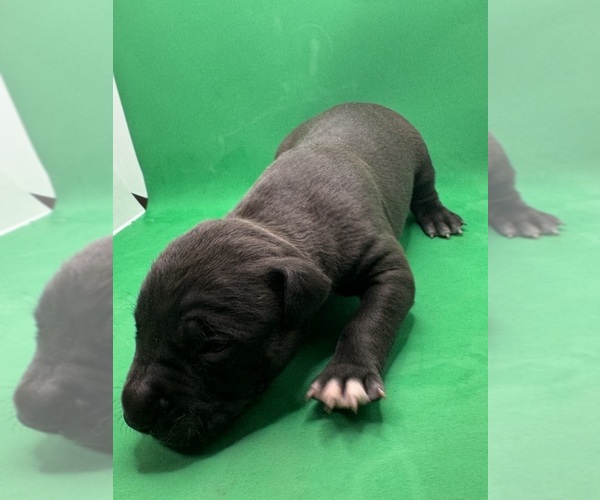 Medium Photo #4 American Pit Bull Terrier Puppy For Sale in EAST HAZEL CREST, IL, USA