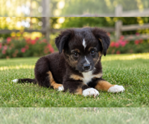 Miniature Australian Shepherd Puppy for sale in MILTON, WI, USA
